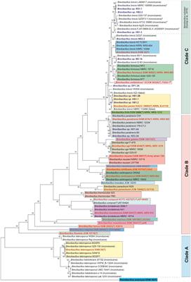 Investigation of the potential of Brevibacillus spp. for the biosynthesis of nonribosomally produced bioactive compounds by combination of genome mining with MALDI-TOF mass spectrometry